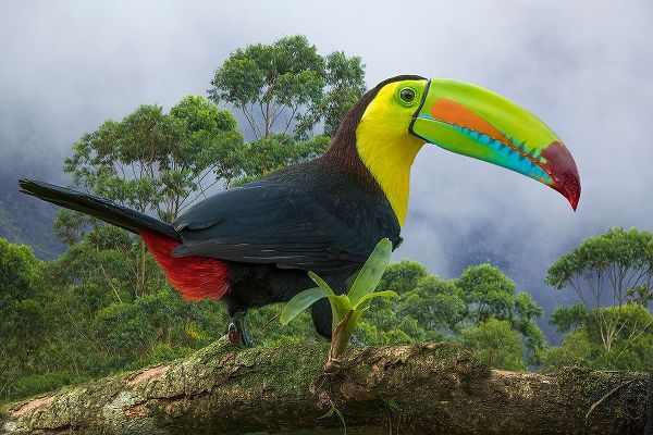 Jaynes Gallery 아티스트의 Costa Rica-Composite close-up of keel-billed toucan작품입니다.